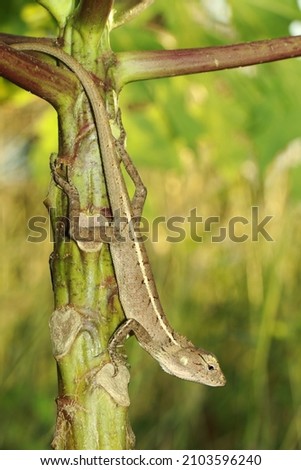 A lizard on papaya tree