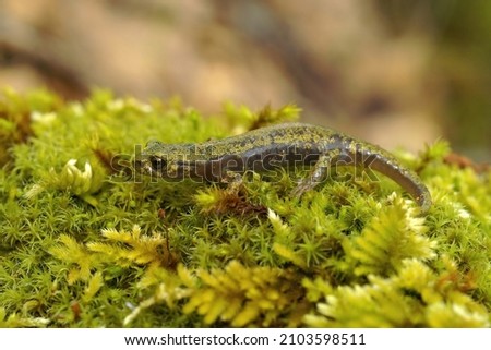 Closeup on a green juvenile of the endangered Limestone salamander Hydromantes brunus from the Merced River are, California