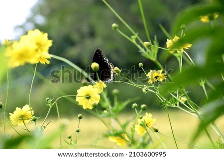 beautiful flower with beautiful butterfly