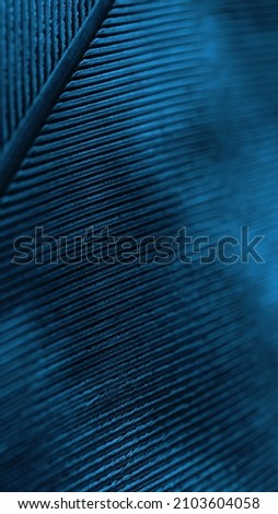 Flight feather of a bird close-up. Dark blue tinted natural vertical background. Mobile phone wallpaper with a rhythmic patterns. Macro
