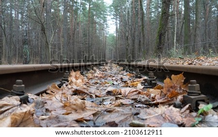 Closeup photo of an old wooden abandoned railway strewn with orange and yellow muddy autumn maple fallen leaves. Nature and fall concept.
