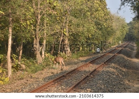 A deer on a railway track. the photo was shot in Gir national park, Gujrat