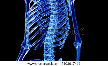 3d rendered illustration of the skeletal back