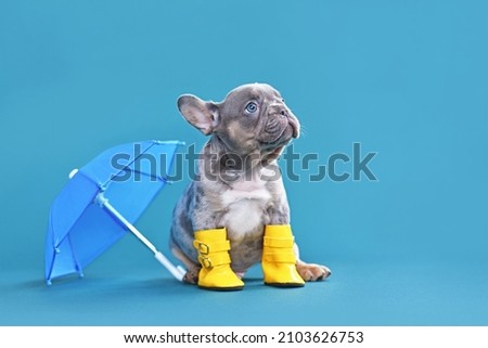 Small French Bulldog dog puppy with umbrella and rain boots on blue background with copy space