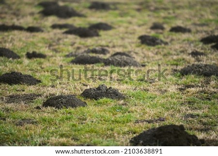 Fresh mole mounds called molehills on the lawn in the backyard of a house.