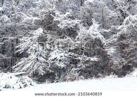 snow and nature landscapes and forests whitened by the first snowfalls in the northern Apennines between modena and bologna italy 
