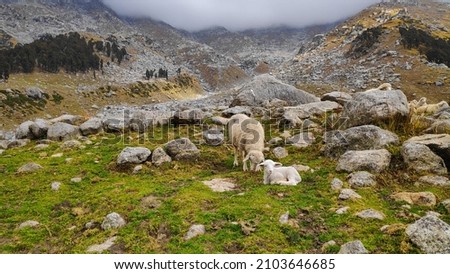 Sheep and Lamb, Laka, Triund, Indrahar Pass Trail, Dauladhar Range, Himachal Pradesh, India Royalty-Free Stock Photo #2103646685