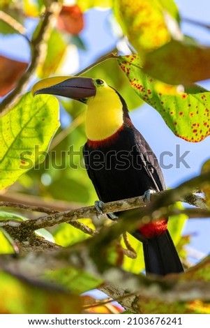 big beautiful bird, yellow-throated toucan (Ramphastos ambiguus) perched on tree in natural habitat, Tortuguero, Wildlife and birdwatching in Costa Rica.