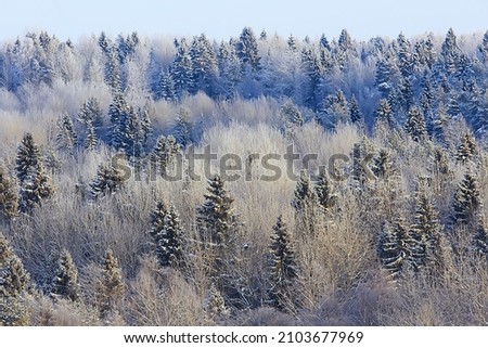 winter landscape trees covered with hoarfrost