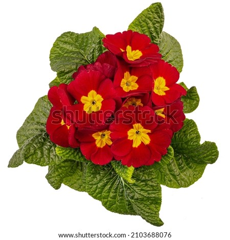Primula Crescendo bright red, red primrose on white background, flat lay, top view Royalty-Free Stock Photo #2103688076