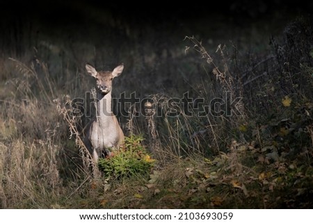 Red deer female at sunset (Cervus elaphus) Royalty-Free Stock Photo #2103693059