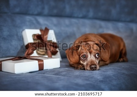 Portrait of a  Dachshund Mix dog In the studio on a blue background with gift boxes