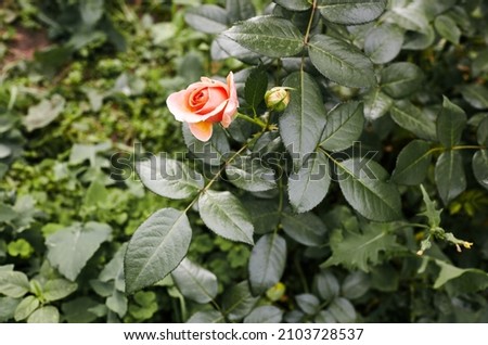 Pink rose in the garden. A bush of beautiful rose in summer light. Beautiful spring or summer blooming rose plant