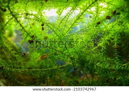 Aquatic plant - elodea in aquarium. Selective focus.