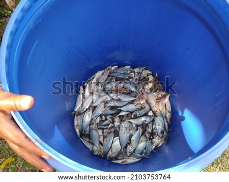 composting by fermenting several fish fillets in a bucket 