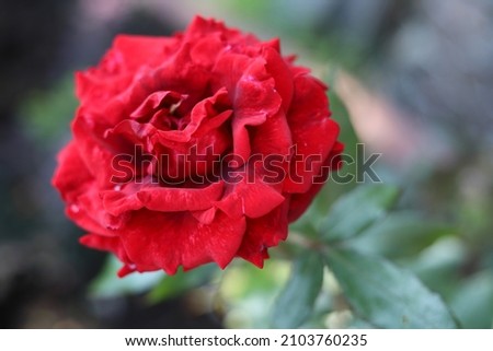 a rose on a blurry green background