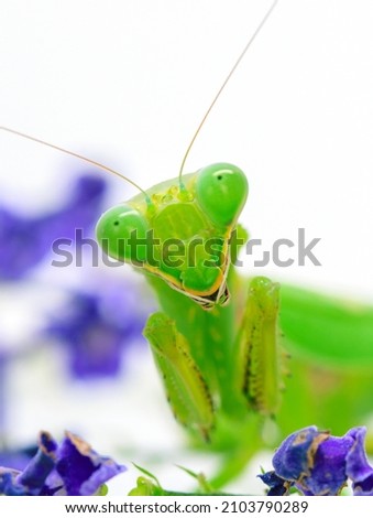 Green mantis on white background. Close up photo. Green mantis portrait on blue floral background, macro photo. Macro photo of praying mantis in summer greenery. Female mantis with flowers on white. 