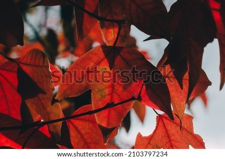 Most of the maple leaves are finger-shaped (lobed), about 3-9 lobes, with one central lobe as the apex. There are only a few types. where the leaves are not lobed