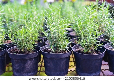rosemary plant in pot in the natural herb farm nursery plant garden, little fresh rosemary herb is growing in a flower pot indoors Royalty-Free Stock Photo #2103805415