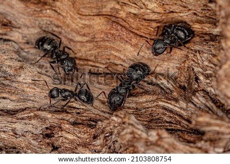 Adult Female Carpenter Ants of the genus Camponotus Royalty-Free Stock Photo #2103808754