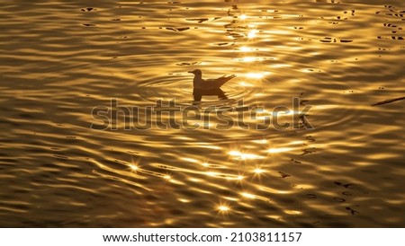 Seagull bird swimming on the surface water of sea or ocean at sunset time with golden light tone.