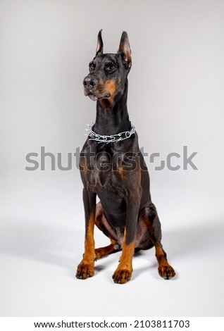 A beautiful doberman sits on a bright background. Royalty-Free Stock Photo #2103811703
