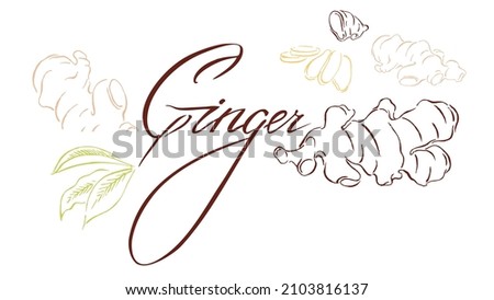 Chopped ginger root, leaves, healthy food. Vector handwork, sketch of botanical illustration