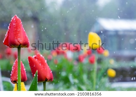 flowers (tulips) under the snow. snow in spring