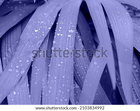 Beautiful close up picture of leaves with drops of water after the rain in the trendy very peri color of the year, selective focus.