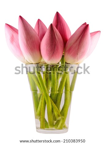 Pink Nelumbo nucifera flowers in a transparent vase, close up, isolated, white background. Known by numerous common names: Indian lotus, sacred lotus, bean of India, water lily or simply lotus.