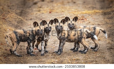 Wild Dog pups posing for camera Royalty-Free Stock Photo #2103853808