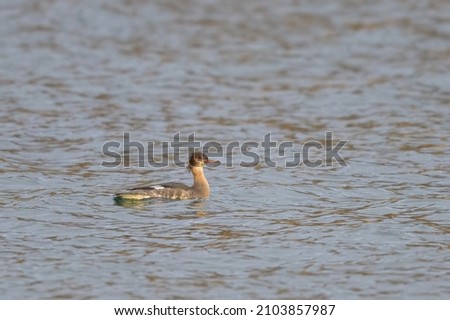 A red breasted merganser swimming on a pond, sunny day in winter, Vienna (Austria)