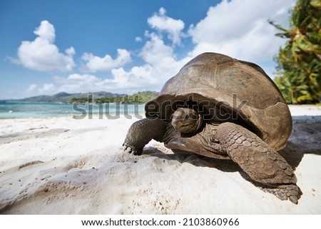 Aldabra giant tortoise on sand beach. Close-up view of turtle in Seychelles.
 Royalty-Free Stock Photo #2103860966