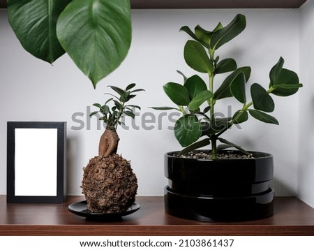 Plants and white frame on a shelf