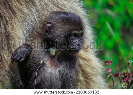 Pictures of Endemic Gelada Baboon Baby, also called bleeding-heart monkey, living in the Ethiopian Highlands only, Simien Mountains, Northern Ethiopia 