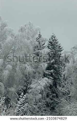 picture of snowy winter forest