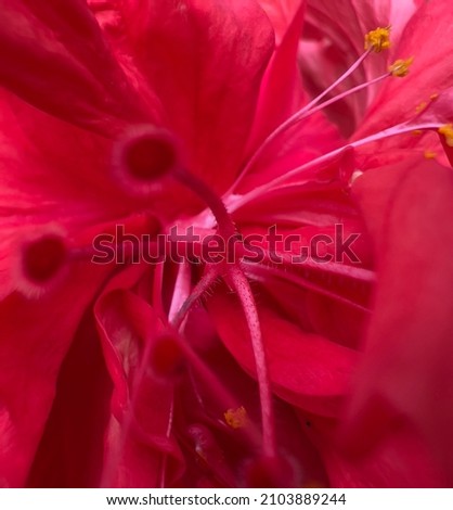 Hibiscus rosa sinensis flower (Chemparathi)