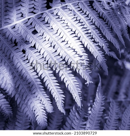 Fern leaf close up in trend color of the year 2022 Very Peri