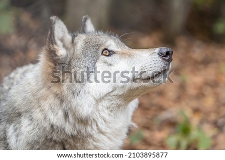 Close-up side view portrait of a gray wolf (Canis Lupus) also known as Timber wolf