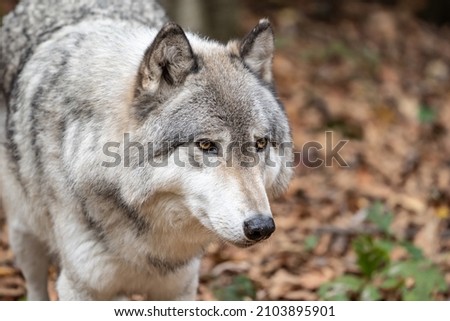 Close-up portrait of a gray wolf (Canis Lupus) also known as Timber wolf