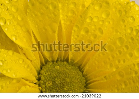 A macro photo of a flower, with very shallow depth of field. Natural colors.