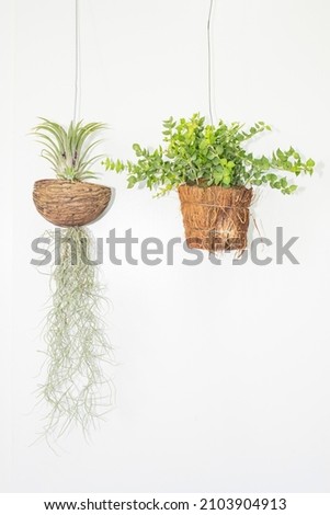 Picture of a pot with plants to decorate the wall.