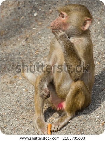a sitting baby monkey in the zoo 