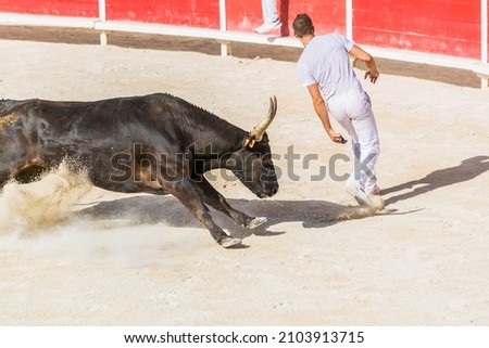 Course Camarguaise, a bullfighting tradition in the south of France. Royalty-Free Stock Photo #2103913715
