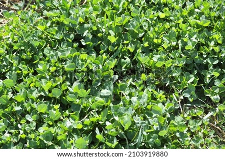 In the spring farm field young clover grows