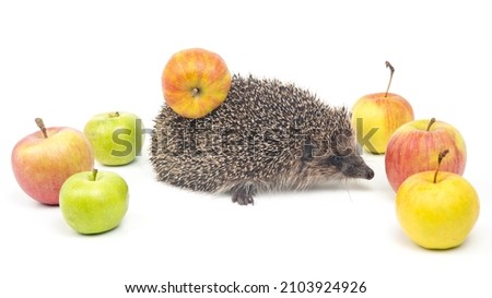 European hedgehog on a white background with apples. Animal world. Erinaceus europaeus