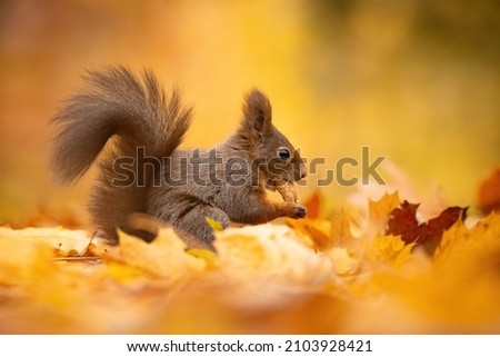 Eurasian red squirrel (Sciurus vulgaris), with beautiful yellow coloured background. An amazing  cute mammal with red hair in the forest. Autumn wildlife scene from nature, Czech Republic