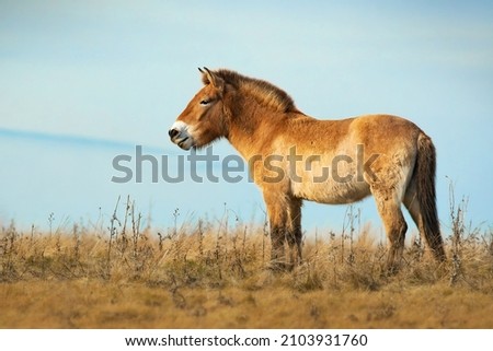 Przewalski's horse (Equus przewalskii or Equus ferus przewalskii), beautiful rare endangered horses in a pasture in the morning. Wildlife scene from nature, Hustai National Park, Mongolia Royalty-Free Stock Photo #2103931760