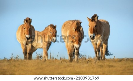 Przewalski's horse (Equus przewalskii or Equus ferus przewalskii), beautiful rare endangered horses in a pasture in the morning. Wildlife scene from nature, Hustai National Park, Mongolia Royalty-Free Stock Photo #2103931769