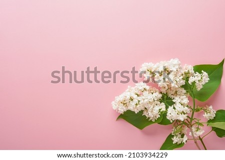 Branch  of beautiful white lilac on grey background. Top view. Festive greeting card with peony for weddings, happy womens day Valentines and Mothers day.